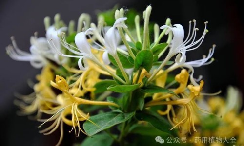 免益多维蛋白粉的功效与作用及副作用-免疫多维营养蛋白质粉有什么功效网 - 为你提供免疫球蛋白多维蛋白营养粉多少钱、免疫蛋白粉有用吗